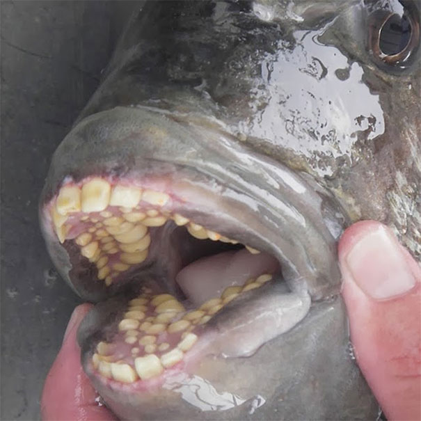 The Sheepshead Fish Has Human-Like Teeth
