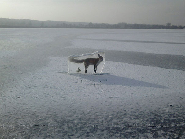 Somebody Responsible For The Lake Found The Fox (Which Drowned) In The Ice, Cut Him Out And Put Him Back On The Ice To Keep People Off The Ice
