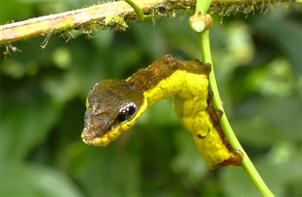 Snake Head Caterpillar