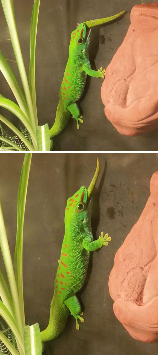 Gecko Eats His Own Tail