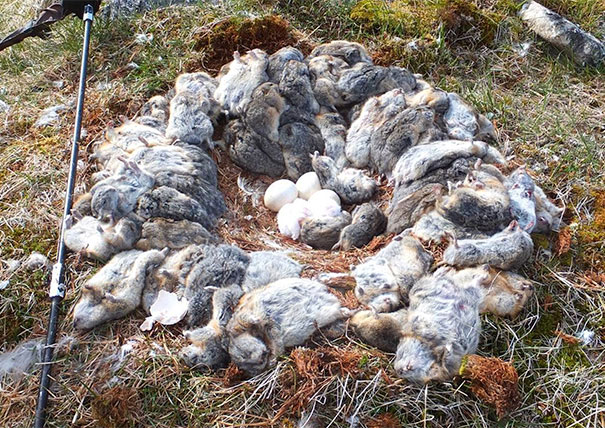 This Busy Owl Killed 70+ Lemmings And Surrounded His Nest With Their Fresh Corpses
