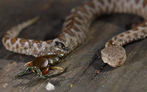 A Centipede That Was Devoured By A Viper, Ate Its Way Out