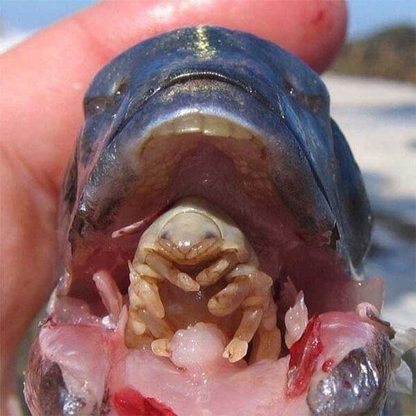 Cymothoa Exigua Is A Type Of Parasite That Enters Fish's Gills, Eats Their Tongue, And Then Replaces It