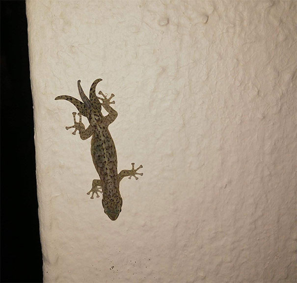 This Gecko With Three Tails