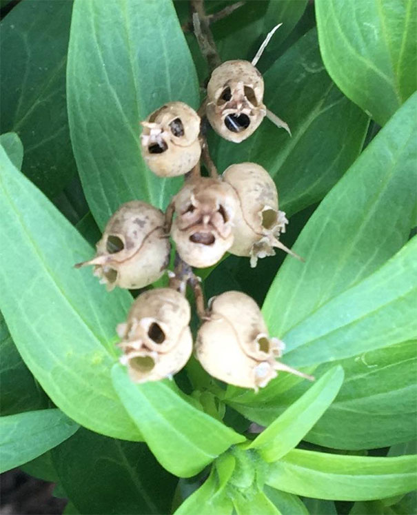 Husks Of Dead Flowers In My Garden. Look Like Skulls/Plague Masks