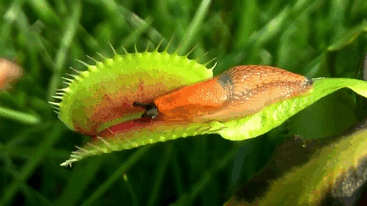 A Venus Fly Trap Getting A Huge Meal