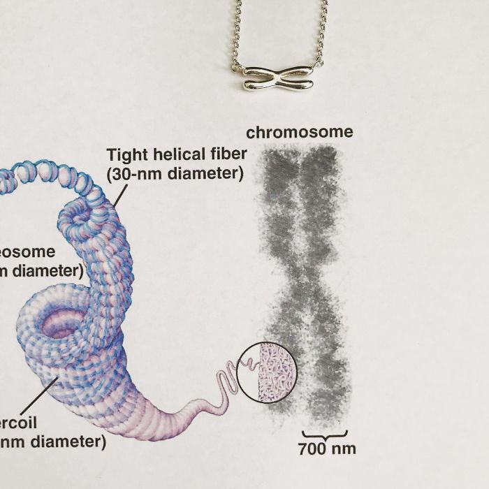 Chromosome Necklace
