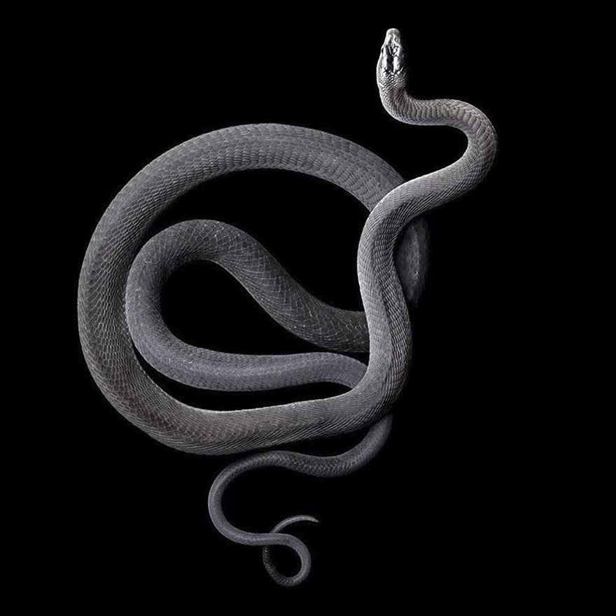 Bị cắn bởi loài rắn độc nhất thế giới nhưng nhiếp ảnh gia này vẫn cố gắng hoàn thành bộ ảnh tuyệt đẹp - Ảnh 3.
