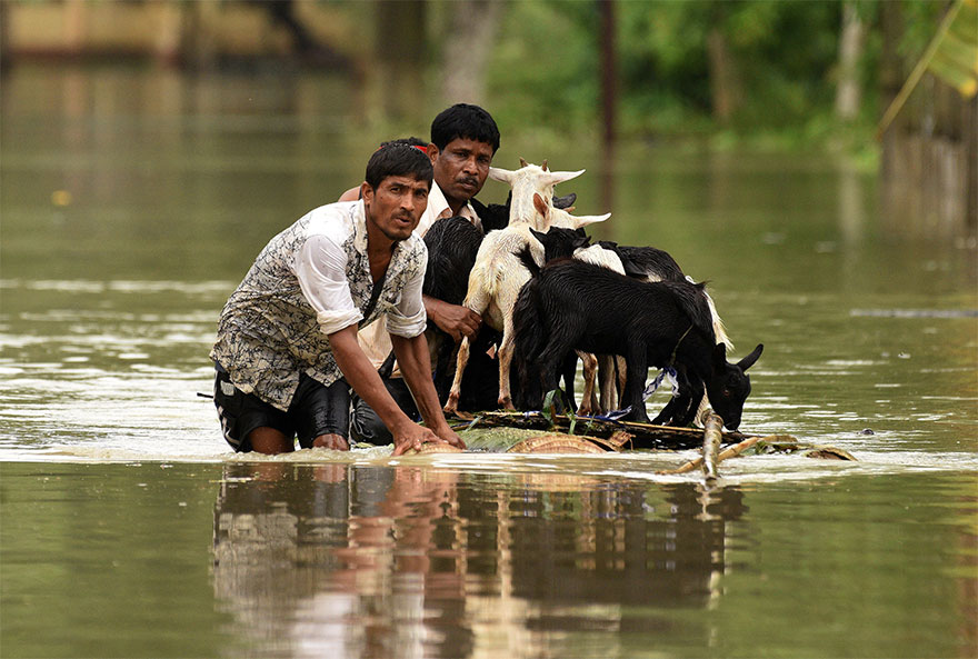 People Use A Makeshift Raft To Transport Goats As They Wade Through A Flooded Road In Jakhalabandha Area In Nagaon District, In The Northeastern State Of Assam, India