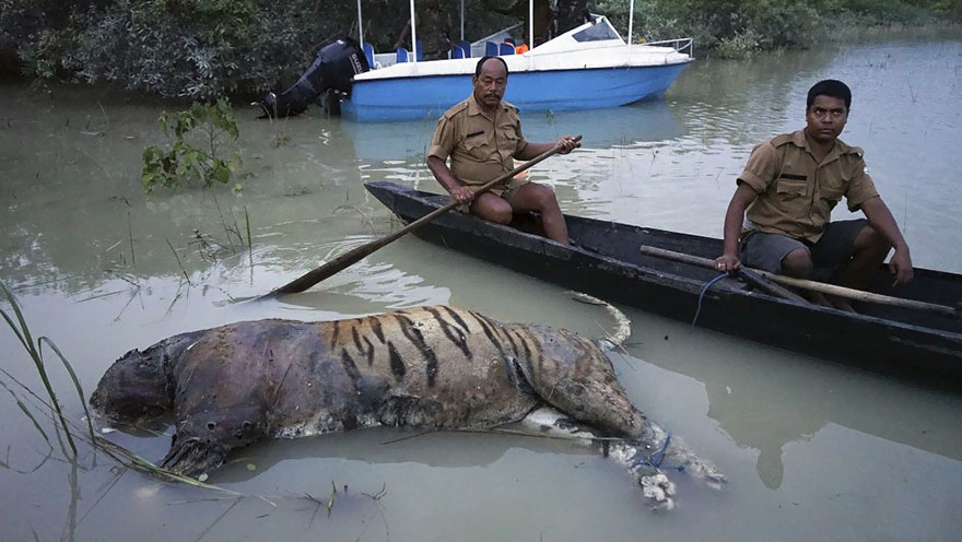 Rescuers Recover Carcasses Of More Than 225 Animals After Floods Ravage Kaziranga Wildlife Reserve