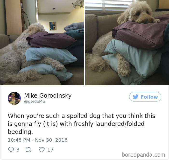 Spoiled-dogs-that-live-better-than-you