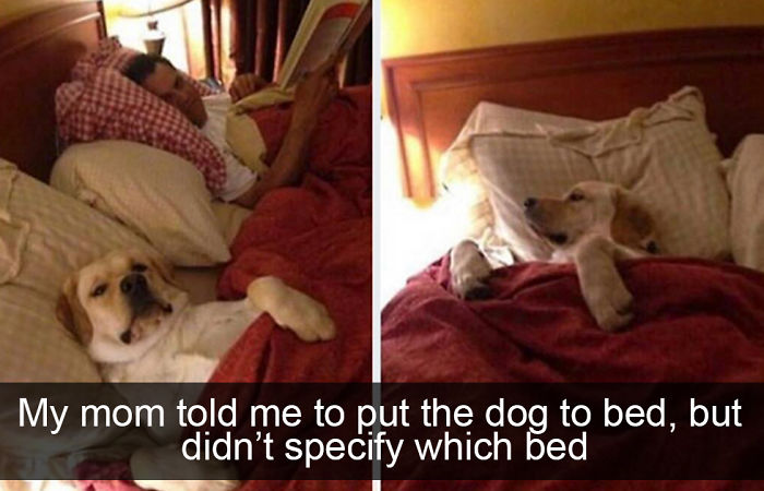 Spoiled-dogs-that-live-better-than-you