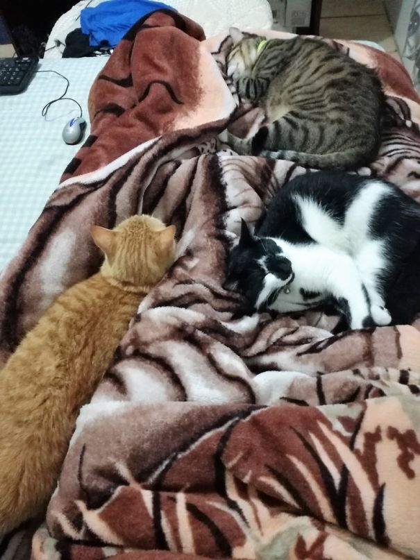My Three Cats Prefer A Hu-mom Bed... I Am Somewhere Under That Blanket.