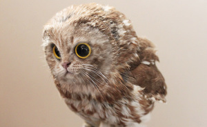 10+ Unusual Cat And Bird Hybrids Bred In Photoshop (Add Yours)