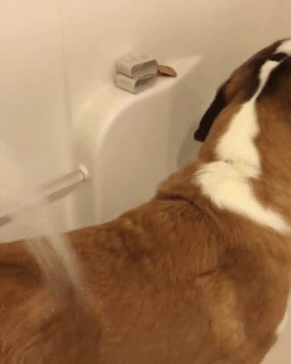 Smear Peanut Butter On Your Shower Wall To Distract Your Dog In The Bath