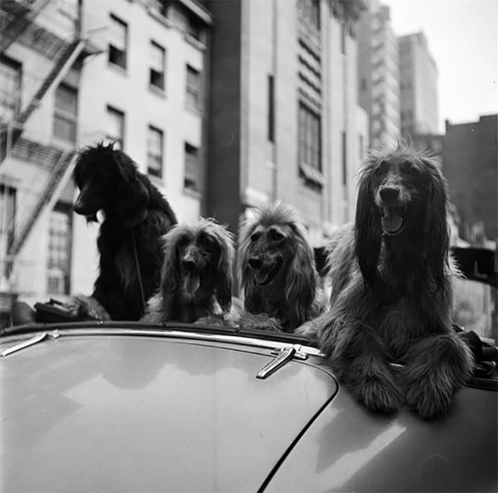 Dogs In A Convertible, 1949