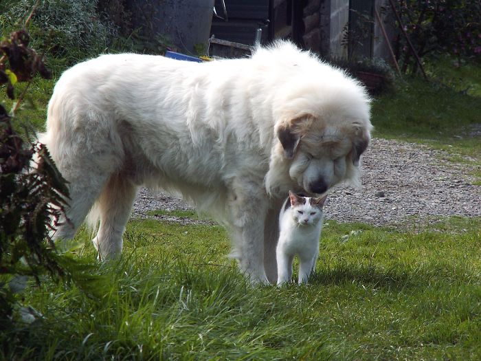 Zapp The Pyrenean Mountain Dog And His Friend Pompanette The Cat..