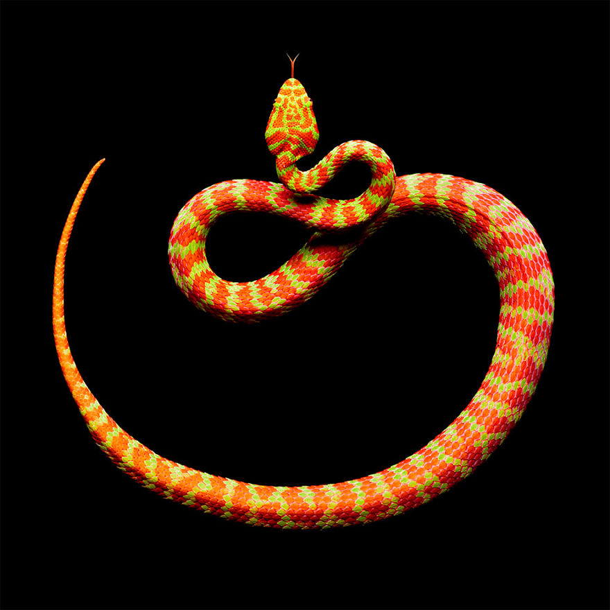 Bị cắn bởi loài rắn độc nhất thế giới nhưng nhiếp ảnh gia này vẫn cố gắng hoàn thành bộ ảnh tuyệt đẹp - Ảnh 10.