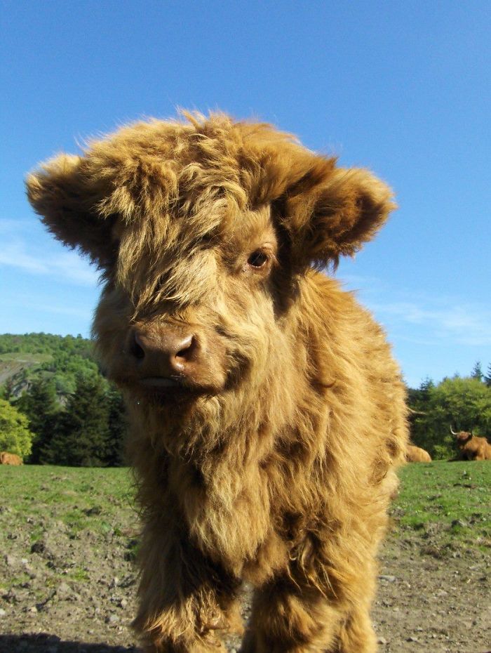  baby calf with curly fur 