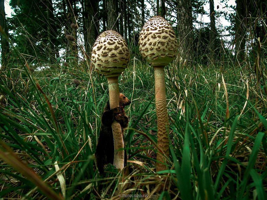 I Bring You Images From The Land Of Mushrooms