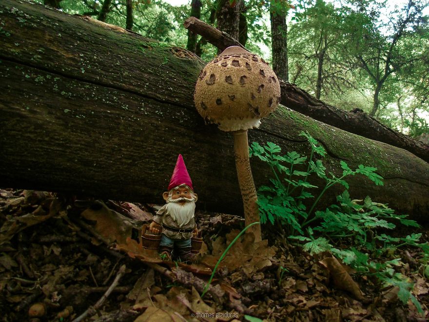 I Bring You Images From The Land Of Mushrooms