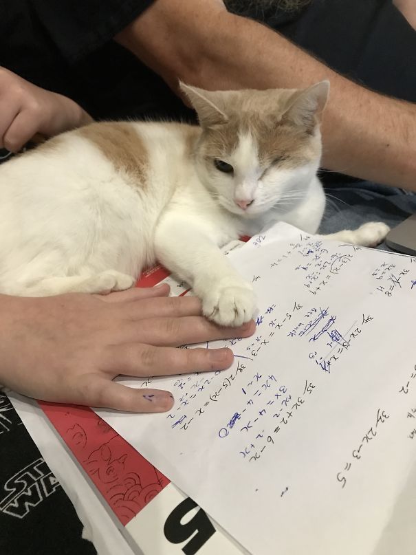 My Cat Hates Homework