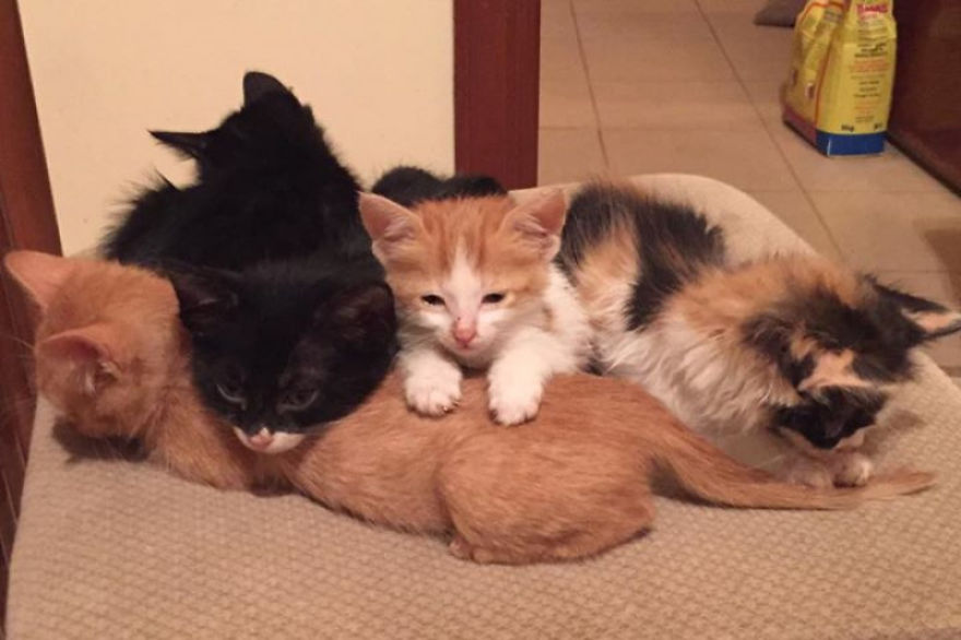 This Animal Lover Is Doing Amazing Things To Save Abandoned Cats In Saudi Arabia