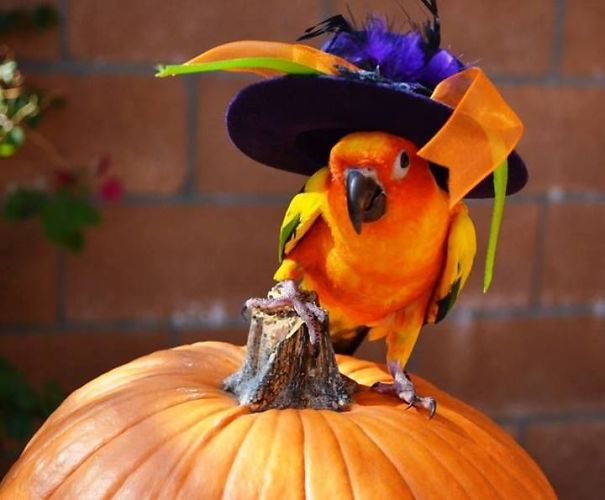 20+ Cute Pets Ready For Halloween
