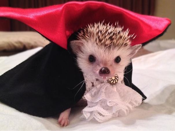 20+ Cute Pets Ready For Halloween