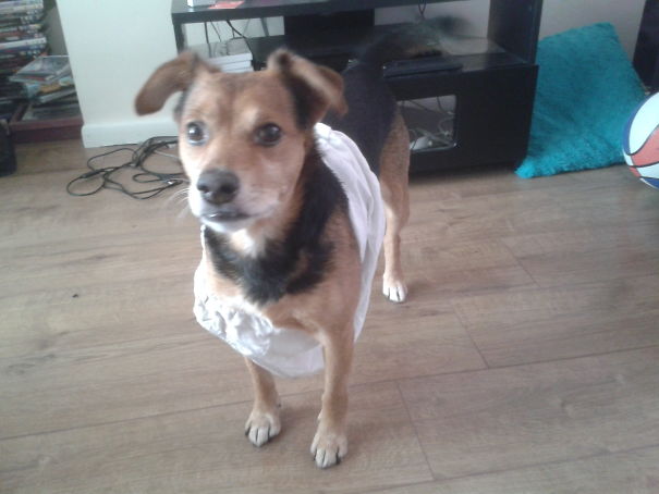 My Dog Steals Our Clothes To Wear. Yes, They Are Knickers. No, I Don't Know How He Got Them On.