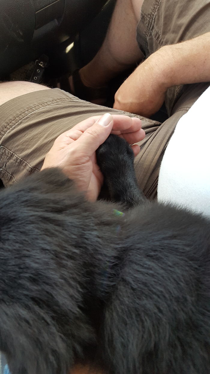 Our 8 Week Old Rescue Fell Asleep On The Ride Home With His Paw In His New Daddy's Hand.