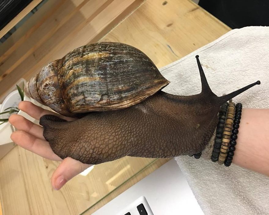 Insect Breeder Presents ‘The Biggest Snail You Will Ever See’
