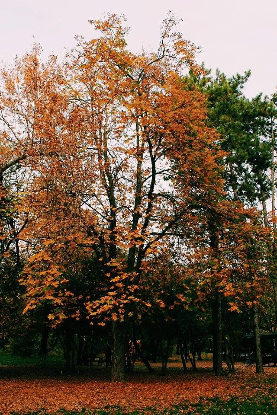 Nature Wears The Colors Of The Spirit