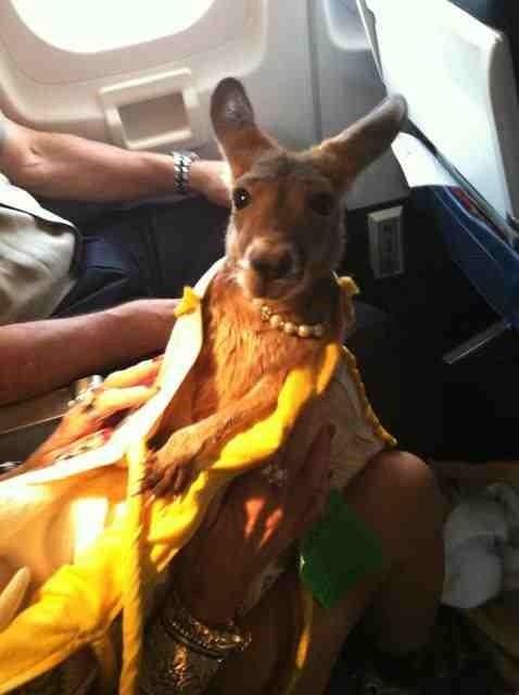 A Kangaroo. On A Plane. Wearing Human Stuff