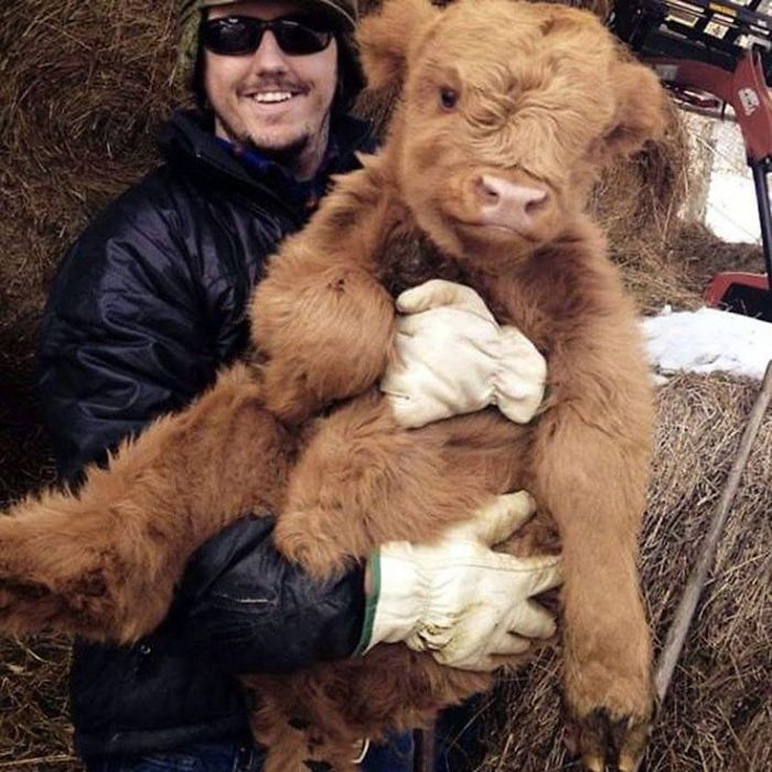 man holding a calf 