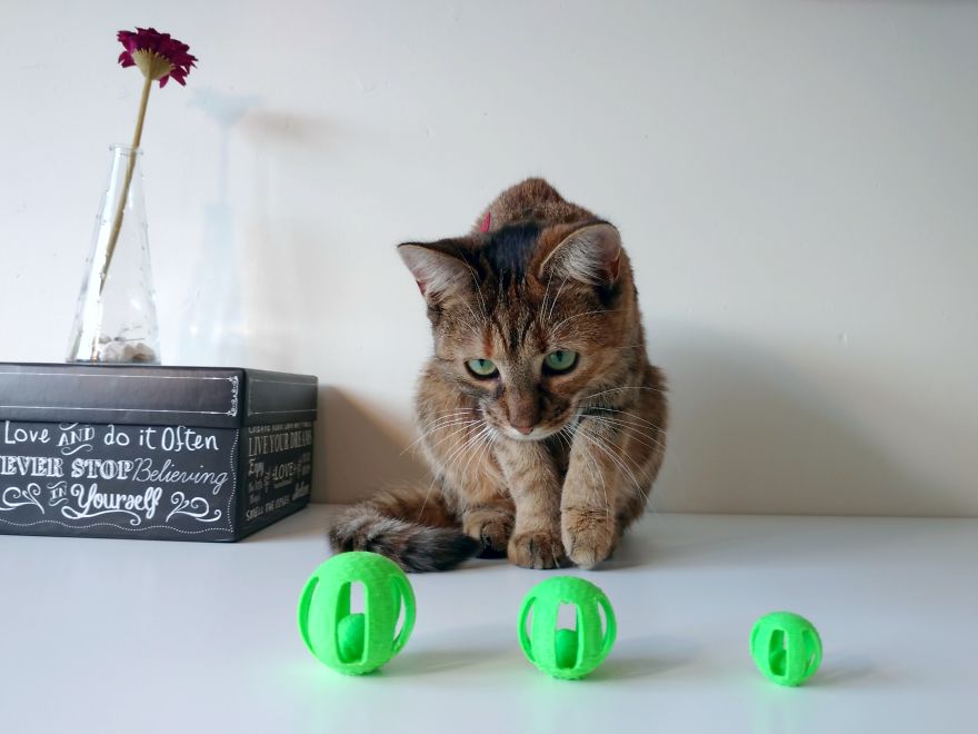 3d Printed Cat Accessories