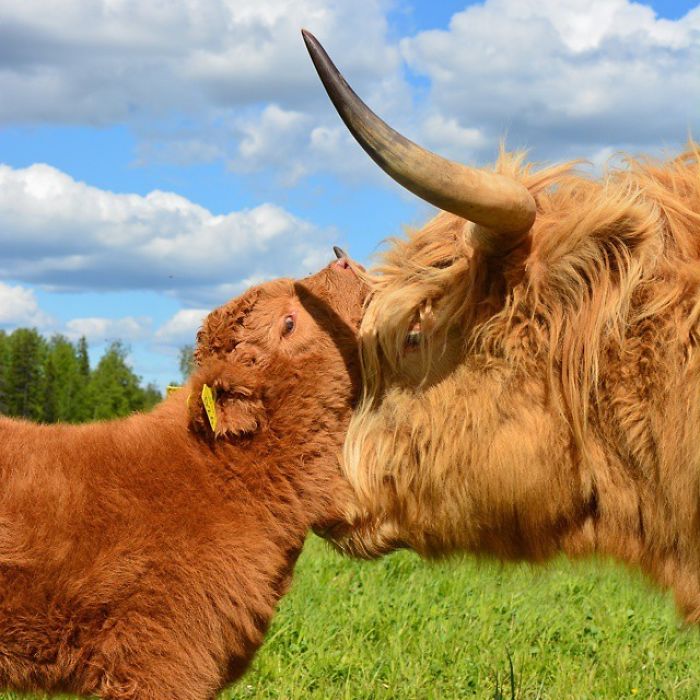 If You Ever Feel Sad These 85 Highland Cattle Calves Will Make You Smile