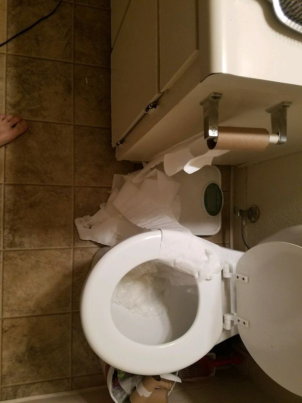 Husband Sends Me This And Asks When Will You Be Home, I Need To Poo And Your Asshole Cat Used All The Tp!!