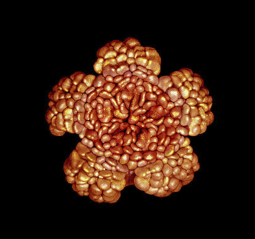 Early Stage Development Of Alcea Rosea (An Ornamental Flower), Usa, Image Of Distinction