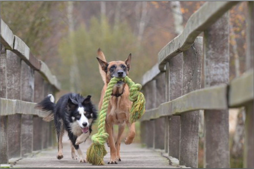 5 Dogs With Convincing Excuses For Being Wicked With Toys 5 Dogs With Convincing Excuses For Being Wicked With Toys