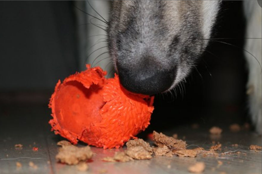5 Dogs With Convincing Excuses For Being Wicked With Toys 5 Dogs With Convincing Excuses For Being Wicked With Toys
