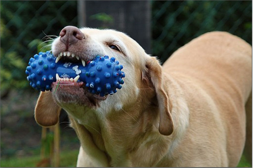 5 Dogs With Convincing Excuses For Being Wicked With Toys 5 Dogs With Convincing Excuses For Being Wicked With Toys