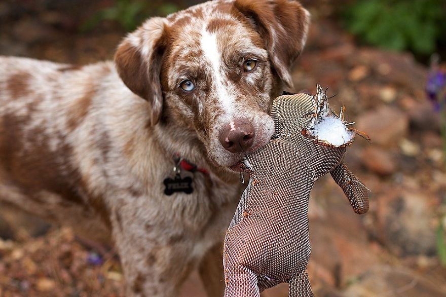 5 Dogs With Convincing Excuses For Being Wicked With Toys 5 Dogs With Convincing Excuses For Being Wicked With Toys