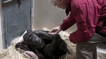 59-Year-Old Dying Chimp Refuses Food, But Then She Recognizes Her Old Caretaker’s Voice