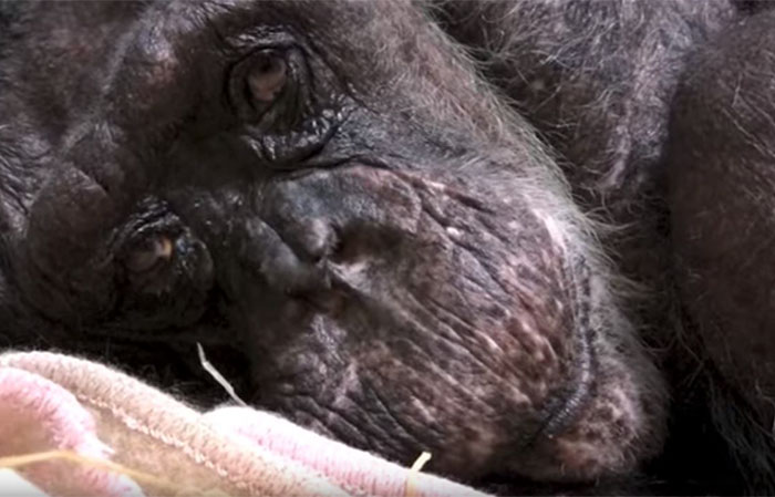 59-year-old-sick-chimpanzee-recognize-friend-jan-van-hooff-2