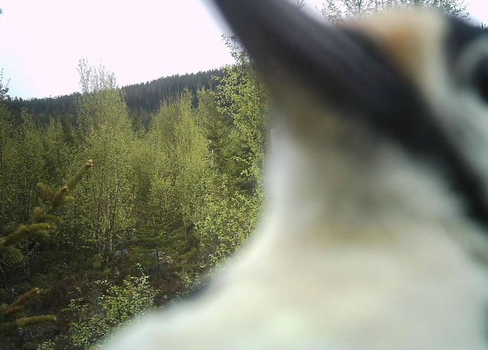 My Friend Found His Trail Cam Destroyed, As If Someone Had Stabbed The Lens With A Screwdriver. This Was The Last Picture It Ever Took