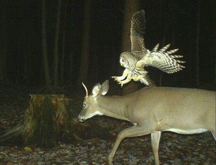 Deer Begins To Hate Owls In 3... 2...