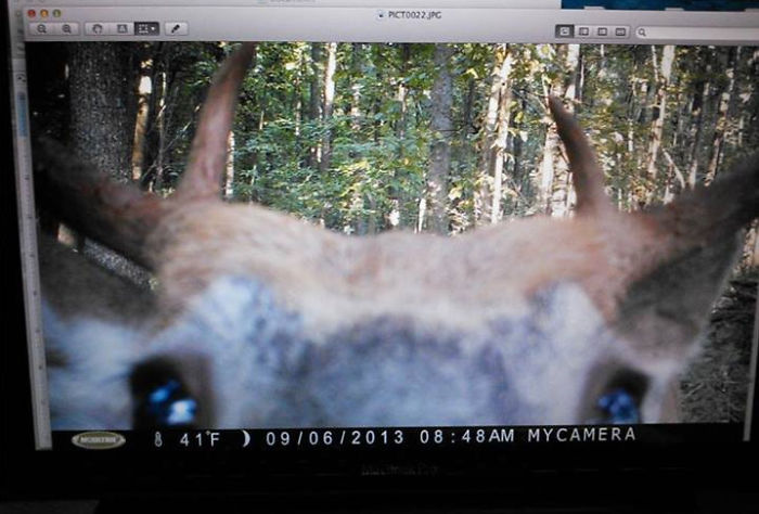 So My Friend Checked His Trail Cam And Saw This