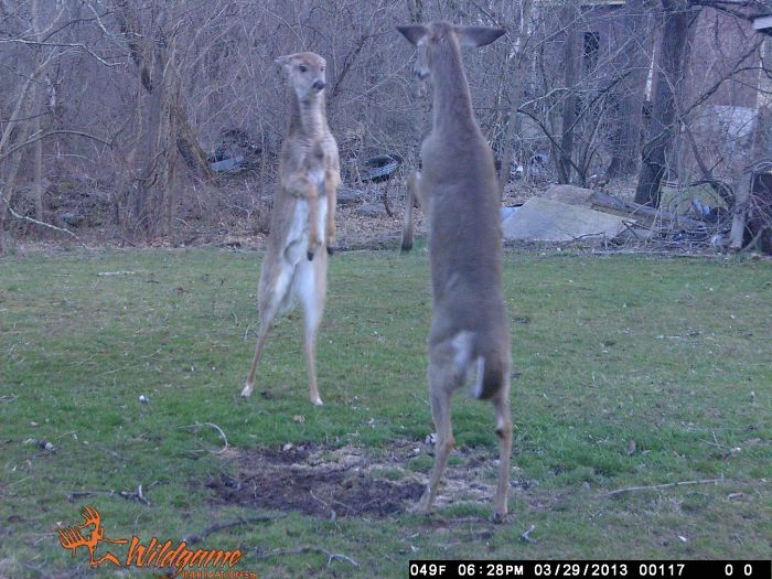 Caught Something Interesting On My Trail Cam