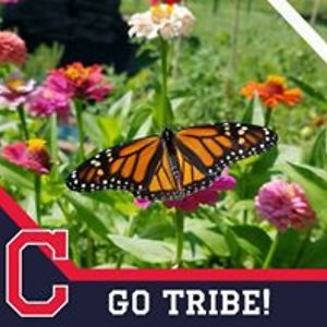 shunshinegerl avatar